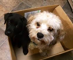 Lab puppies mother, and father video. 11 Things You Should Know About The Cavachon Your Dog Advisor