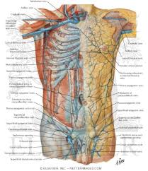 August 17, 2020 so, you want to learn. Veins Of Anterior Abdominal Wall Venous Drainage Of The Abdomen