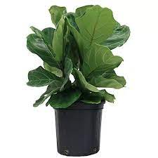 Delray Plantas Violin Higo Ficus Pandurata En Maceta Fiddle Leaf Fig Ficus Plants