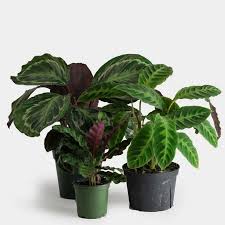 Greenery Unlimited Calathea Care Guide Calathea Plant Self Watering Planter Self Watering Pots