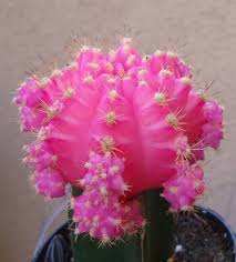 Altman plants assorted live cactus collection mini real cacti for planters or gifts, 2.5 inch,4 pack. Merrow Moon Cactus Plant Price In India Buy Merrow Moon Cactus Plant Online At Flipkart Com