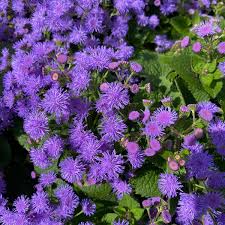 Mcardle's specializes in luxury floral designs for all occasions, custom container gardens for inside and out, and. Photos At Mcardle S Florist And Garden Center 2 Tips