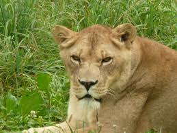 Unlike other cats, pumas do not live in packs. Home Wisconsin Big Cats