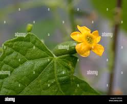 Image result for Zehneria