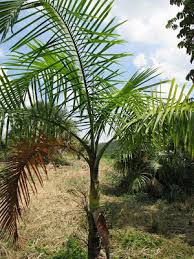 Image result for Gaussia maya