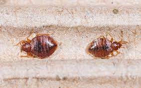Get pest control, exterminator, & mosquito services in utah county when you need them. Tag Bed Bug Control
