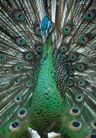 Merak hijau / merak jawa burung merak hijau. Burung Merak Stock Photo Picture And Royalty Free Image Image 84701768
