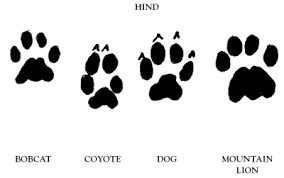 Sequence of mountain lion tracks demonstrating a walking gait, partial claw extension, and a bloody paw. Mountain Lion Tracks Seen In Claremont Canyon Preserve