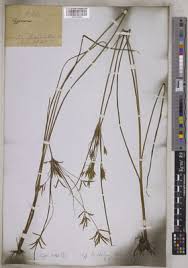 Image result for Cyperus zollingeri