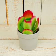 Kalanchoe Thyrsiflora Variedad Red Lips Suculentas Plantas Plantas Suculentas
