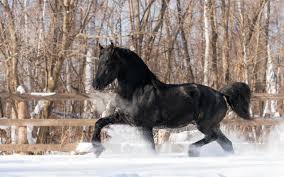 We did not find results for: Black Horse In The Snow Wallpaper Animal Wallpapers 50236