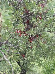 Image result for Tapinanthus oleifolius