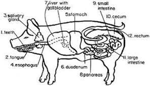 pig anatomy and terminology mini pig info