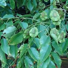 Image result for Pterocarpus