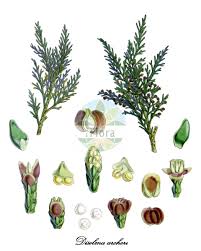 Image result for Cupressaceae
