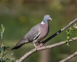 If portugal lose today and hungary beat germany next (unlikely, but still) and france beat portugal, will this mean germany 3rd and portugal 4th? Common Wood Pigeon Facts Diet Habitat Pictures On Animalia Bio