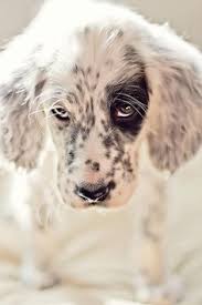 Read more about this dog breed on our english setter breed information page. 900 English Setters Ideas In 2021 English Setter English Setter Dogs Dogs