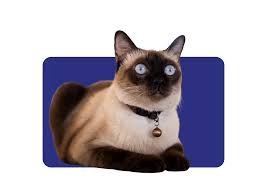 ‪Siamese Cats – Elegant, Intelligent, and Full of Personality‬‏