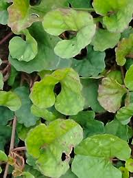 Image result for Merremia emarginata