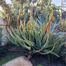 Image result for Aloe carnea
