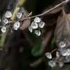 A horticultural selection of griseus horizontalis, this is one of the most commonly used california native plants. 1