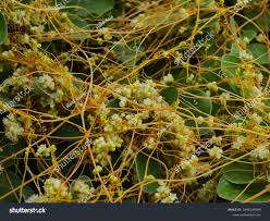 Image result for Cuscuta australis