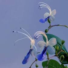 Image result for Rotheca wildii