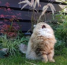 Why Is My Cat Sneezing A Lot What Should I Do Cattime In 2020 Cat Sneezing Cats Cat Post