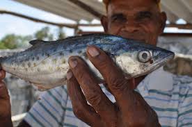 Eating Fish, Making Babies