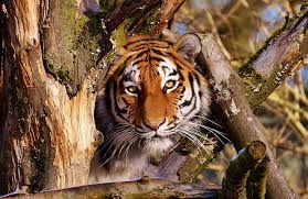 Austin, texas — chris hansen has been an investigative journalist for decades. Royalty Free Photo Brown Tiger Pickpik