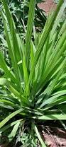 Image result for Eleutherine bulbosa