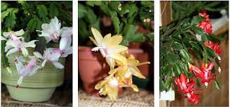 It usually grows on another plant but not parasitic on it. Feeling Christmas Cactusy