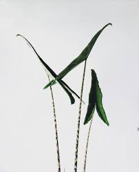Check spelling or type a new query. Alocasia Tigrina Superba Tanaman Perhiasan