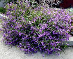 Image result for Hardenbergia