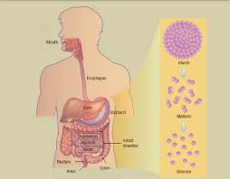 When body needs glucose, glycogen breaks into glucose and comes to blood. Carbohydrates Definition Purpose Description Guidelines