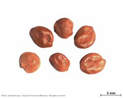 Image result for Senna singueana