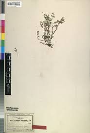 Image result for Fumaria abyssinica