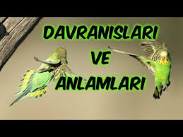 Muhabbet Kuslarinda Nezle Grip Nedenleri Ve Tedavisi Duyma Engellikler Icin Hazirlanmistir Youtube