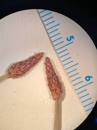 Image result for Eleocharis retroflexa