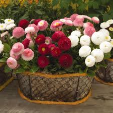 Image result for Bellis