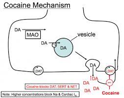 Indirectly Acting Sympathomimetics Tusom Pharmwiki