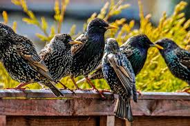 Starlings will put a dent in your wallet! Get Rid Of Starlings Quick Tips
