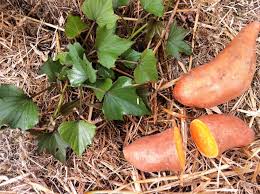 Image result for Ipomoea batatas pots