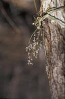 Image result for Microcoelia corallina