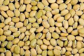 Pokok, pelepah dan tandan buah adalah merupakan. Kacang Wikiwand