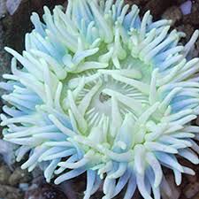 Image result for Macrotyloma tenuiflorum