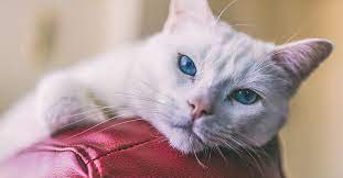 Thyroid growths in your cat can be benign (adenoma) or malignant (carcinoma). Cat Scratch Fever Causes Symptoms And Diagnosis