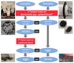 March 4, 2013 by dr. Microorganisms Free Full Text Evaluating Transmission Paths For Three Different Bartonella Spp In Ixodes Ricinus Ticks Using Artificial Feeding Html