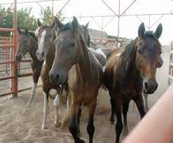 Horse Slaughtering Horses Horse Facts Humane Society