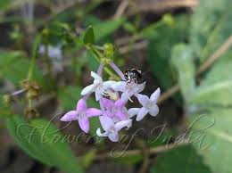 Image result for Oldenlandia lancifolia